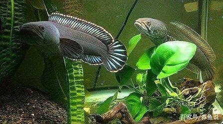 雷龍魚吃食從魚鰓出來