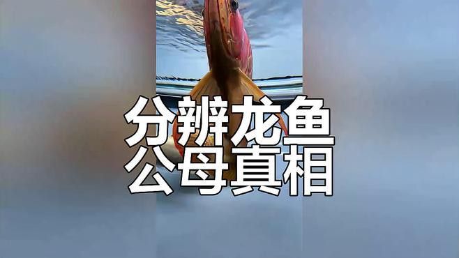 如何區分金龍魚的雌雄？