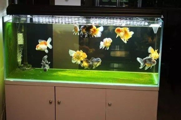 魚缸過濾器水聲太吵怎么弄（如何自制魚缸消音裝置魚缸過濾器噪音大的原因魚缸過濾器噪音大的原因）
