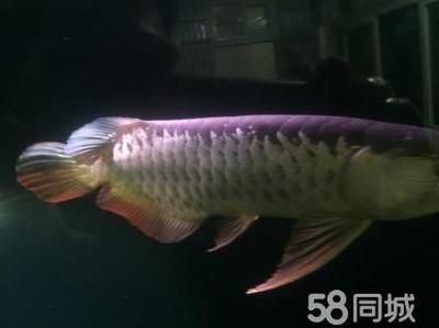 金龍魚為什么不賣魚苗（為什么金龍魚不賣魚苗？）