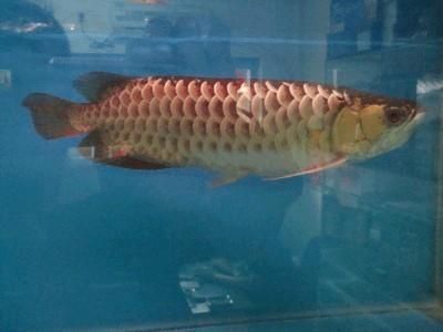 金龍魚為什么不賣魚苗（為什么金龍魚不賣魚苗？）