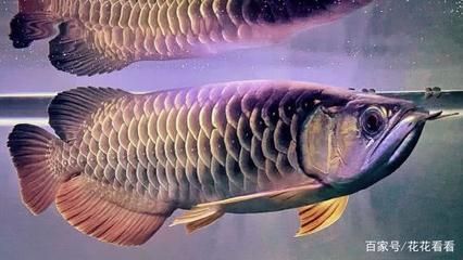 龍魚嘴巴旁邊的孔叫什么（龍魚嘴巴旁邊的孔叫什么,）