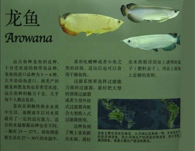 龍魚圖片品種