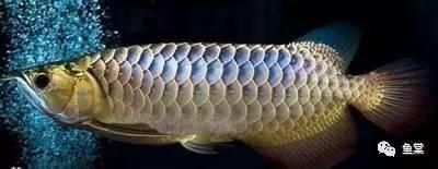 如何挑金龍魚的品種呢，如何挑選金龍魚