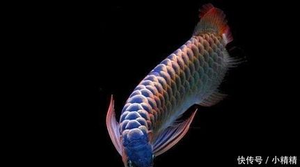 家中養銀龍魚好嗎（家里養銀龍魚好嗎家里養銀龍魚好嗎有什么禁忌）