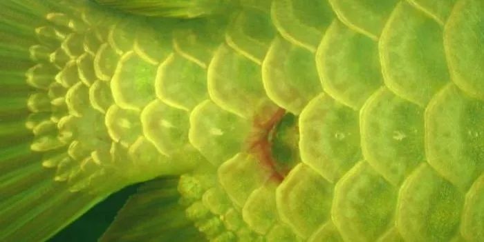 龍魚溫差過大立鱗會怎么樣：龍魚溫差過大立鱗會怎樣