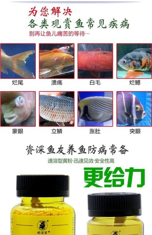 銀龍魚眼睛白了怎么回事兒圖片