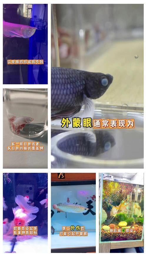 銀龍魚眼睛白了怎么回事兒圖片