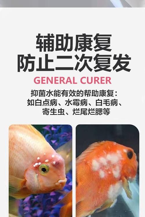 銀龍魚眼睛白了怎么回事兒圖片