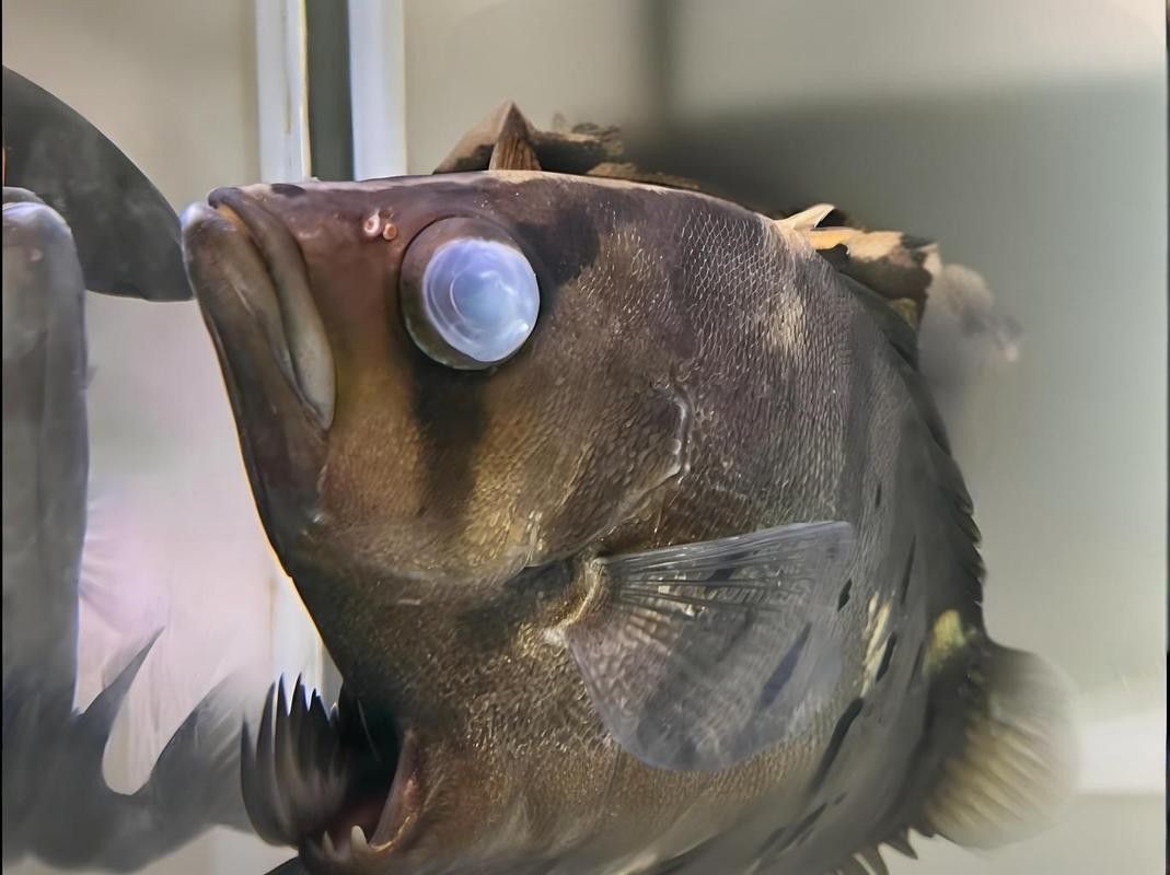 銀龍魚眼睛白了怎么回事兒圖片