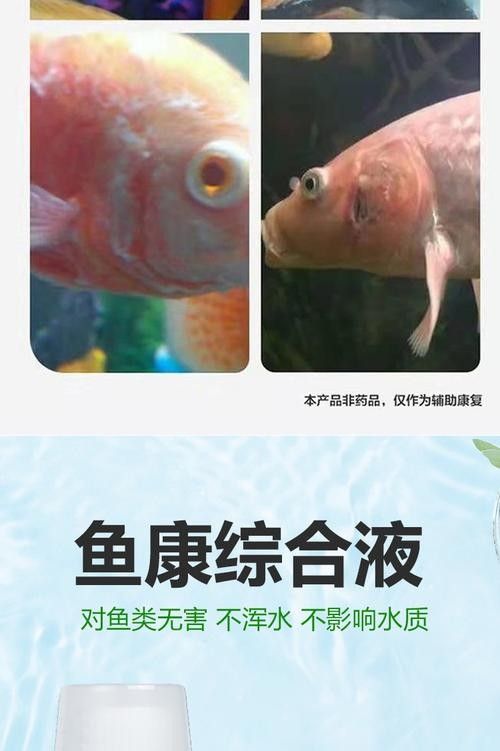 銀龍魚眼睛白了怎么回事兒圖片