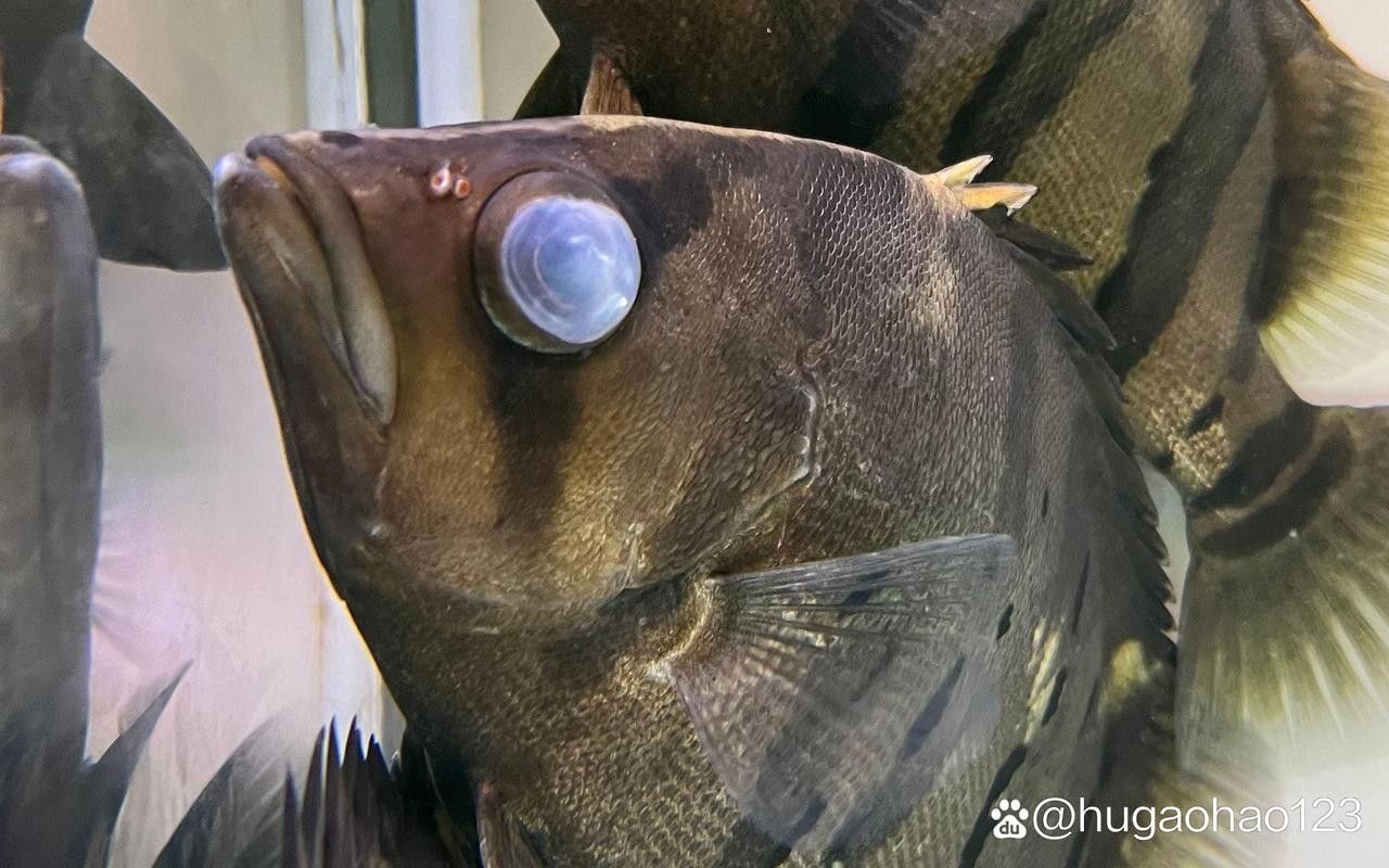 銀龍魚眼睛白了怎么回事兒圖片