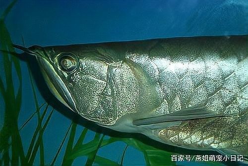 銀龍魚眼睛白了怎么回事兒圖片