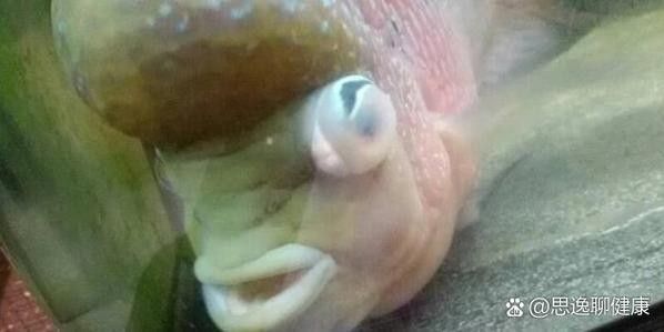 銀龍魚眼睛白了怎么回事兒圖片