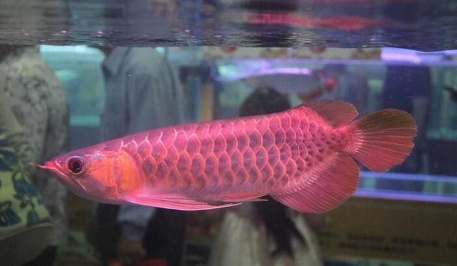 紅龍魚跟金龍魚哪個好養(yǎng)：紅龍魚和金龍魚哪個好養(yǎng)