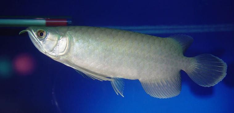 紅龍魚跟金龍魚哪個好養(yǎng)：紅龍魚和金龍魚哪個好養(yǎng)
