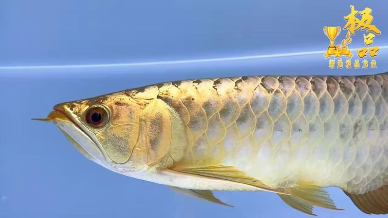 金頭過背金龍魚的最大尺寸是多少？