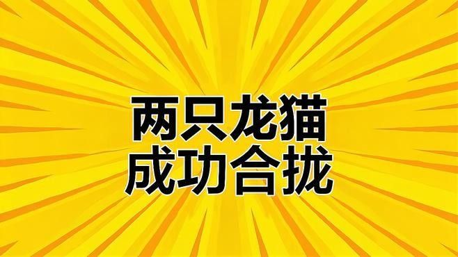 龍貓共養需要多久適應？
