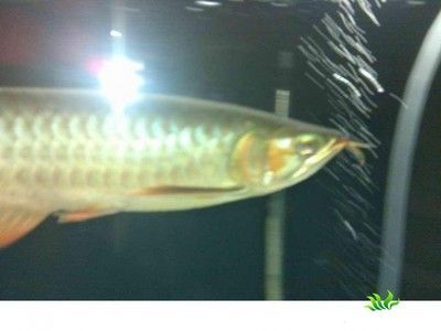 龍魚疾病的原因有哪些癥狀：龍魚作為受歡迎的觀賞魚可能會遭遇多種疾病及其原因和癥狀