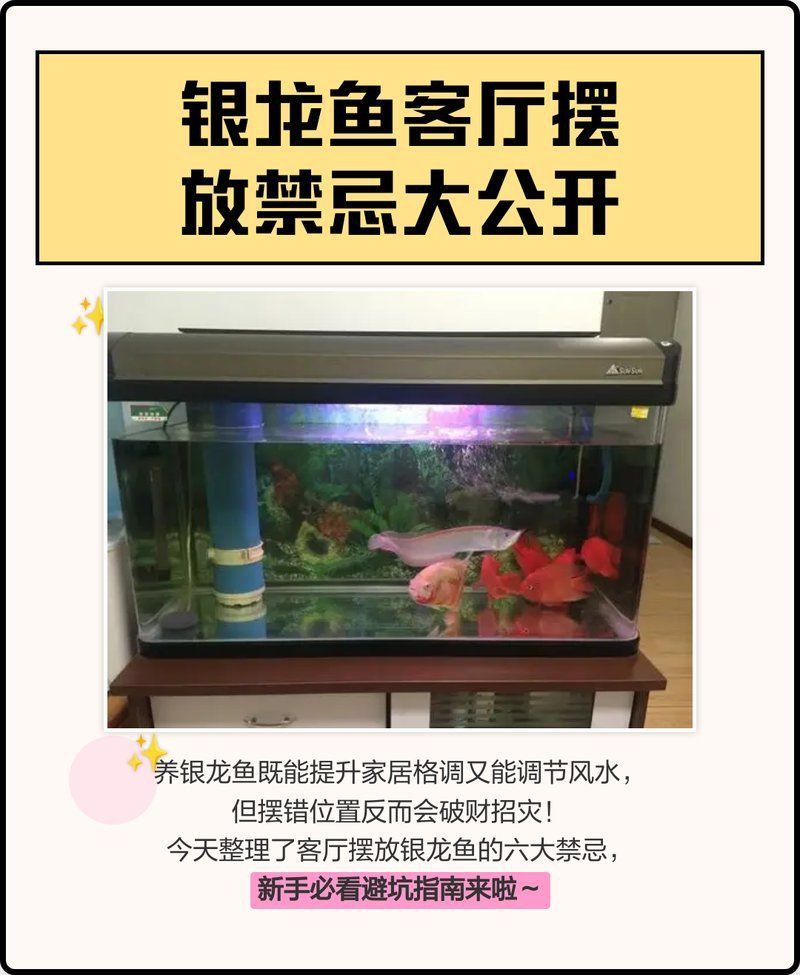龍魚風水中有哪些禁忌