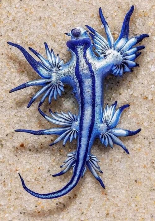 藍龍魚的圖片大全高清圖
