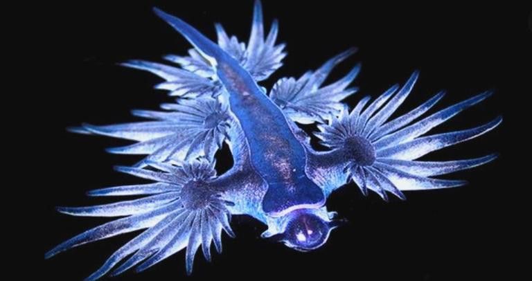 藍龍魚的圖片大全高清圖