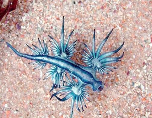 藍龍魚的圖片大全高清圖