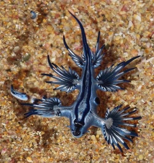 藍龍魚的圖片大全高清圖