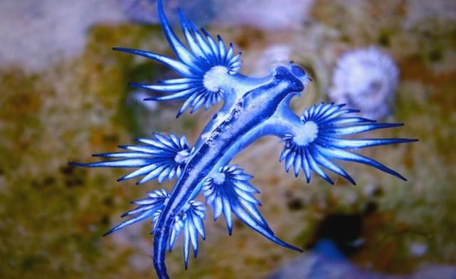 藍龍魚的圖片大全高清圖