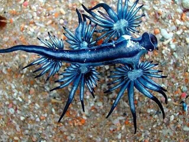 藍龍魚的圖片大全高清圖
