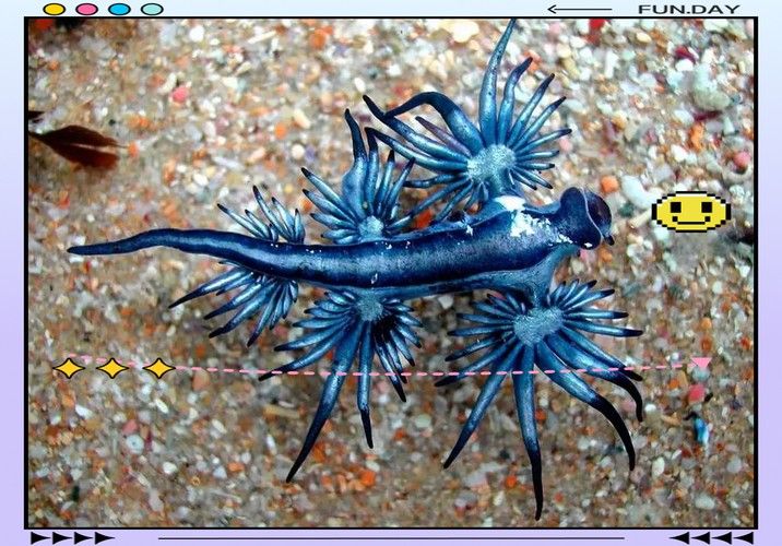 藍龍魚的圖片大全高清圖