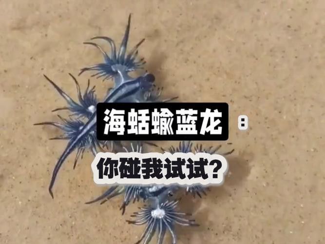 藍龍魚的圖片大全高清圖