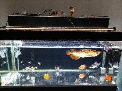 金龍魚黑缸：黑缸飼養金龍魚有什么優點？