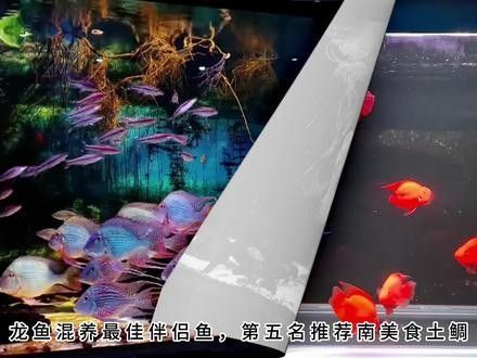 龍魚和虎魚怎樣搭配養魚