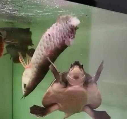 金龍魚和烏龜能混養嗎：金龍魚和烏龜能不能混養