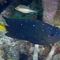 馬拉莫寶石魚(yú)百度百科
