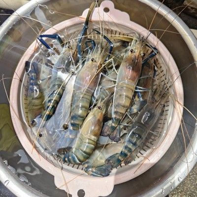 小龍魚是海鮮嗎還是河鮮：小龍魚是一種古老的淡水魚，而非海鮮，營養價值較高