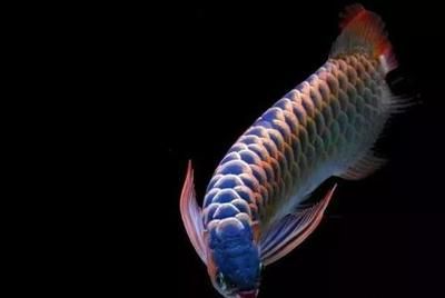 龍魚的照片是什么：如何挑選高品質龍魚