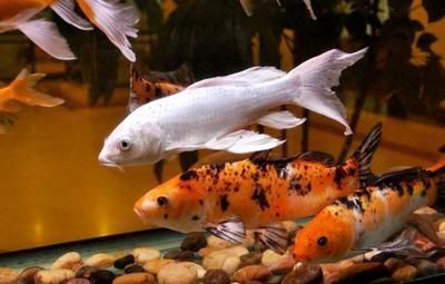 大小銀龍魚能一起養嗎（銀龍魚可以和什么魚混養）