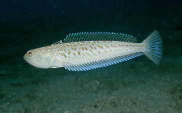 龍魚(yú)食物有哪些名字（龍魚(yú)專用飼料及牌對(duì)比）