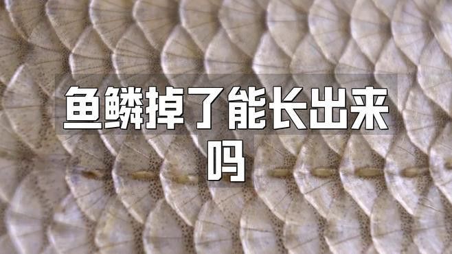 拔鱗后多久龍魚能恢復？