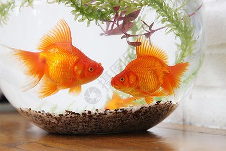 魚缸圖片大全大圖