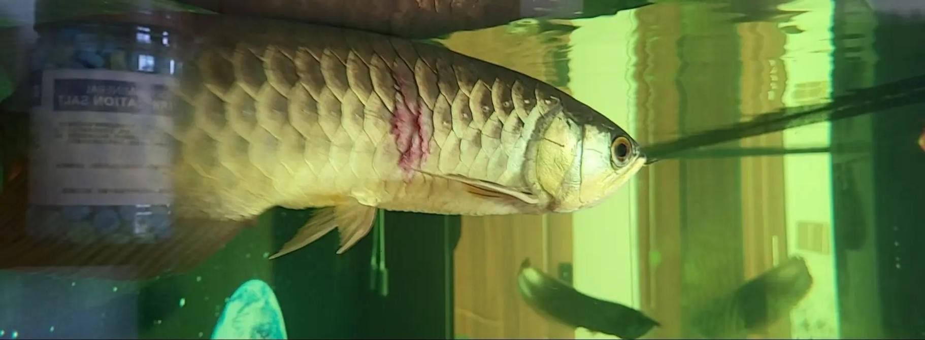金龍魚撞傷怎么治療圖片