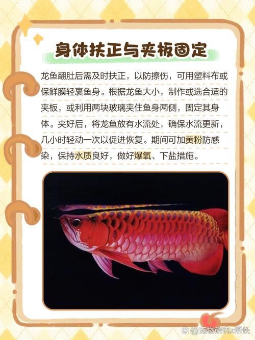 金龍魚撞傷怎么治療圖片