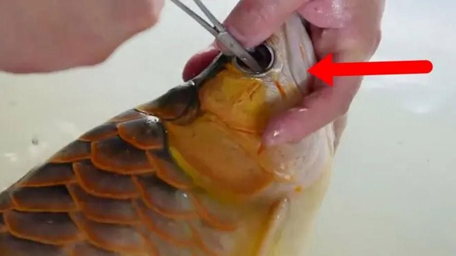 金龍魚撞傷怎么治療圖片