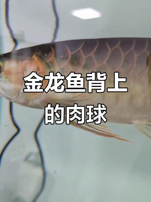 金龍魚撞傷怎么治療圖片
