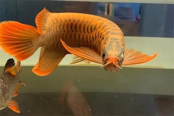 金龍魚撞傷怎么治療圖片