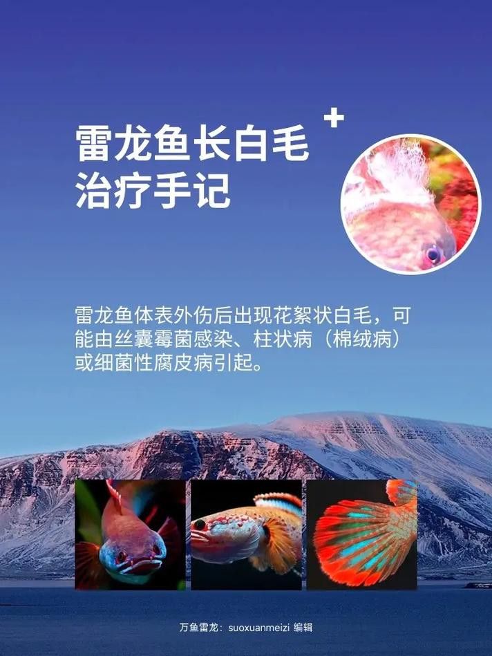 金龍魚撞傷怎么治療圖片