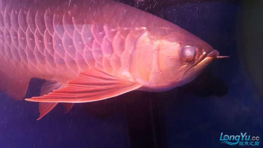 金龍魚撞傷怎么治療圖片