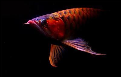 龍魚在風(fēng)水中的作用：龍魚在風(fēng)水中具有重要的地位